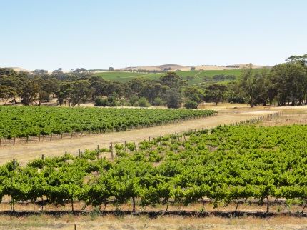 Wine Growing In Clare Valley.